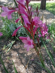 Watsonia borbonica