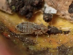 Cerobasis