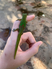 Phelsuma laticauda laticauda