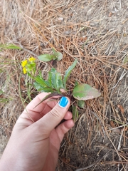 Senecio marotiri