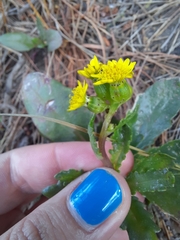 Senecio marotiri