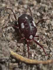 Acariformes