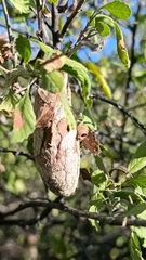 Rothschildia cinctus