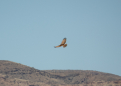 Circaetus pectoralis