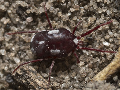 Acariformes
