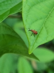 Pseudomesauletes