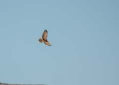 Circaetus pectoralis