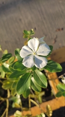 Catharanthus roseus