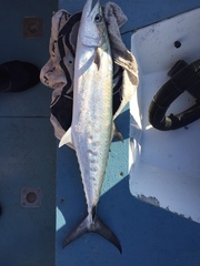 Scomberomorus queenslandicus