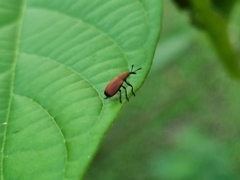 Pseudomesauletes