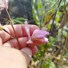 Bletia