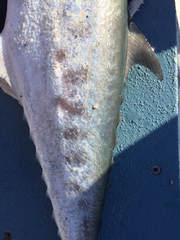 Scomberomorus queenslandicus