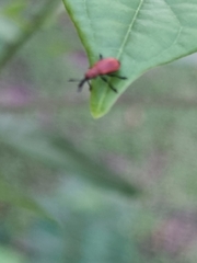 Pseudomesauletes