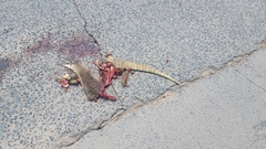 Varanus panoptes panoptes