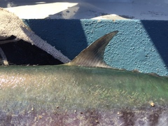 Scomberomorus queenslandicus