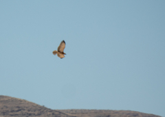 Circaetus pectoralis