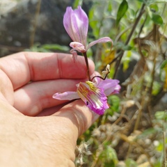 Bletia