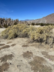Atriplex canescens laciniata