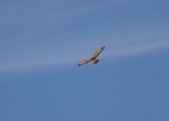 Circaetus pectoralis