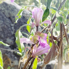 Bletia