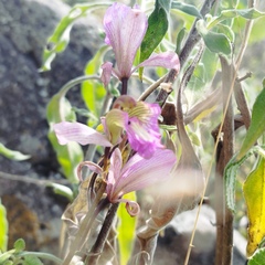 Bletia