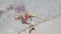 Varanus panoptes panoptes