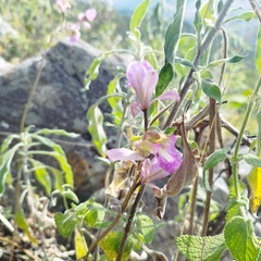 Bletia