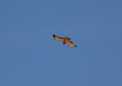 Circaetus pectoralis