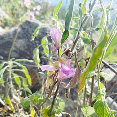 Bletia
