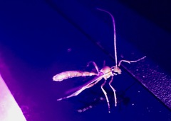 Enicospilus americanus-complex