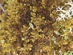 Ptilidium pulcherrimum