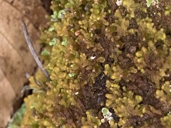 Ptilidium pulcherrimum