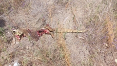 Varanus panoptes panoptes