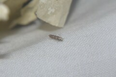 Battaristis vittella