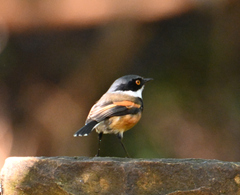 Batis capensis