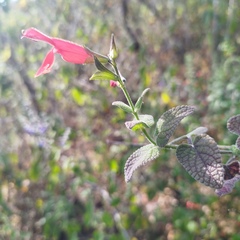 Salvia gesneriiflora