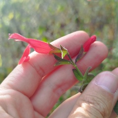 Salvia gesneriiflora
