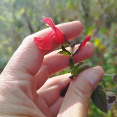 Salvia gesneriiflora
