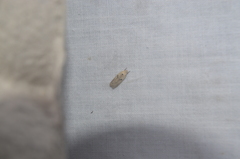 Scythropiodes issikii