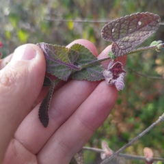 Salvia gesneriiflora