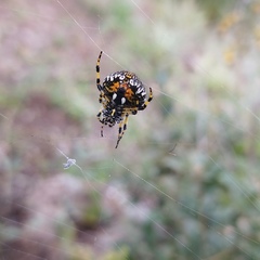 Neoscona orizabensis