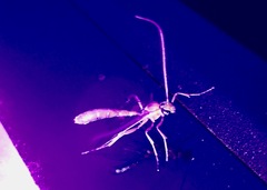 Enicospilus americanus-complex