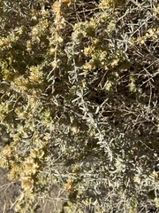 Atriplex canescens laciniata