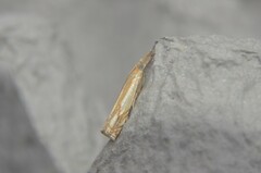 Crambus agitatellus
