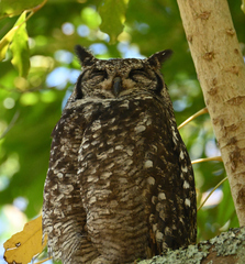 Bubo africanus