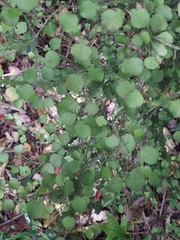 Streblus heterophyllus