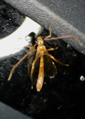 Enicospilus americanus-complex