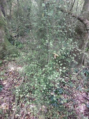 Streblus heterophyllus