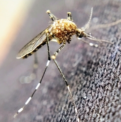 Aedes alboannulatus