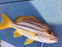 Lutjanus carponotatus